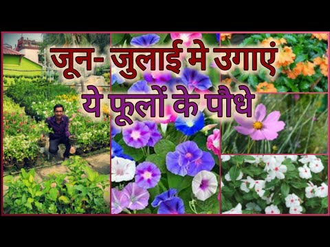 वीडियो: जुलाई में कौन से फूल खिलते हैं