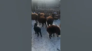 Выгодно ли заниматься овцеводством