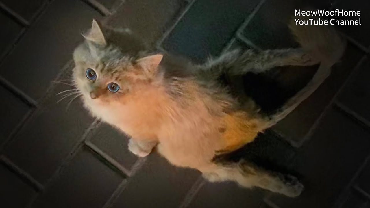 Кошка, брошенная хозяином из-за паралича, ползет за людьми, когда они ей встречаются