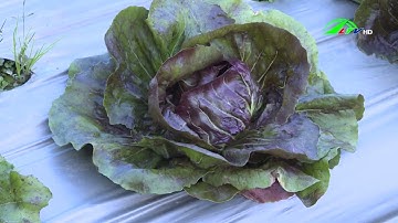 Bắp cải tím 100 000 đ 1 kg