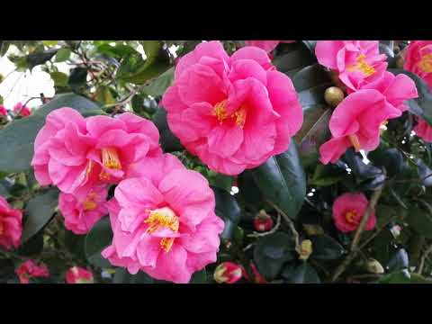 Video: Japanese camellia - blooming kev zoo nkauj