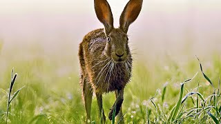 What's Up, Doc? The Evolution of Rabbits, Hares and Pikas by Dr. Polaris 45,237 views 10 months ago 18 minutes