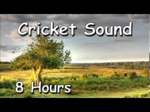 cricket insect sound