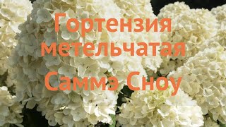 Гортензия метельчатая Саммэ Сноу (summer snow)  обзор: как сажать, саженцы гортензии Саммэ Сноу