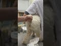 ④洋犬ミックスの健ちゃんの肛門腺絞り