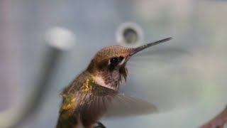 Tracking hummingbird migration back to Virginia