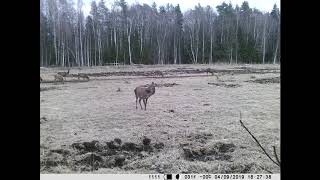 Благородные Олени На Поле