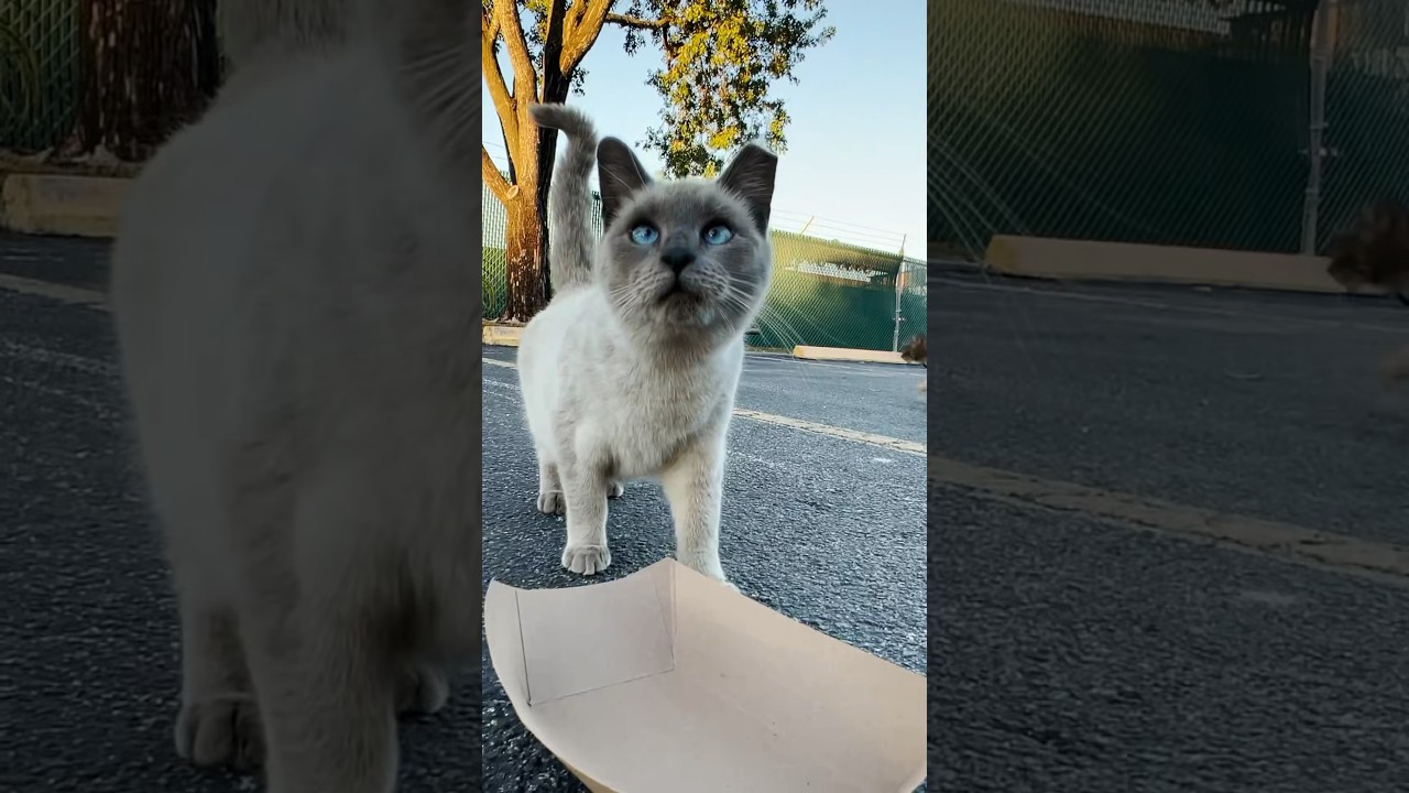 Pretty Cat Wants Food NOW