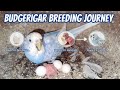 budjigs parrot breeding video #shorts #budgie_videos #budgiebreeding #budgiecolony #budgielove