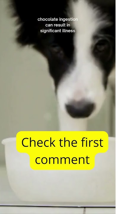 will-dogs-die-if-they-eat-chocolate-youtube