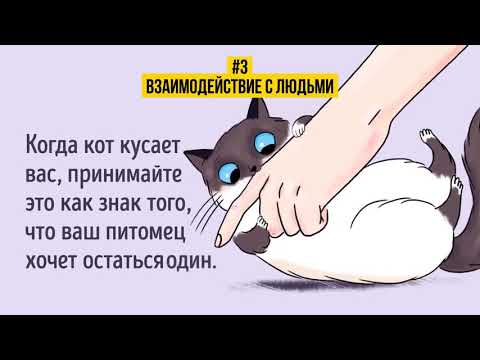 как найти общий язык со своим котом
