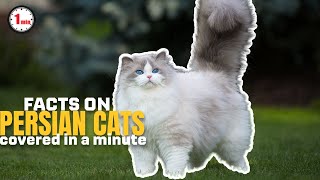 Elegant Persian Cat Breed! Persian Cats in 1 Minute | AnimalSnapz