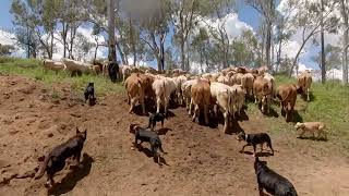 Australian Working Kelpies Moving Cattle Organic Cattle Holistic Grazing Regen Grazing