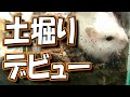 【ハムスター】ユキちゃん初めての土堀り【かわいい/飼い方/癒し/土飼育】