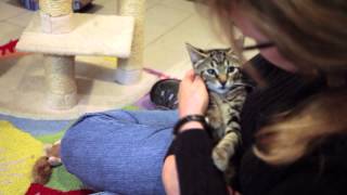 Welcome to the Humane Society of Tampa Bay!