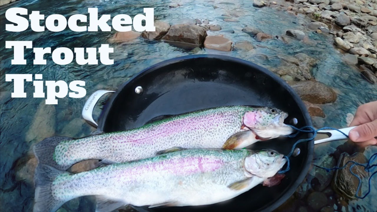 Fishing for Stocked Trout Tactics 101