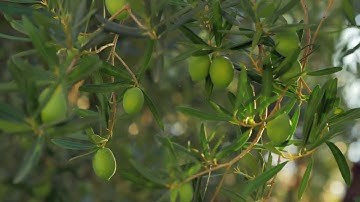 Green Olive Trees Stock Video