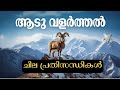 ആടു വളർത്തൽ; ചില പ്രതിസന്ധികൾ | Alpha Farms