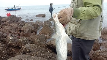 Câu Cá Vược Loại Khủng Tại Đồ Sơn.