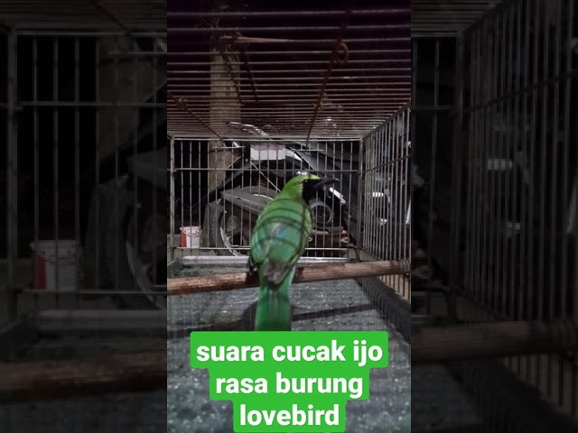 cucak ijo rasa lovebird class=