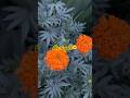 Marigold FREE🌼From Old Flower No Money Ful Bloom Magic! Free🌼Bushy Marigolds from Dried Flowers!”