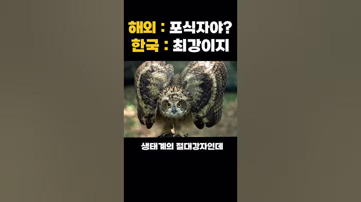하루 9천마리 사냥해버려 미국 독수리도 도망간다는 한국의 수리부엉이 클라스