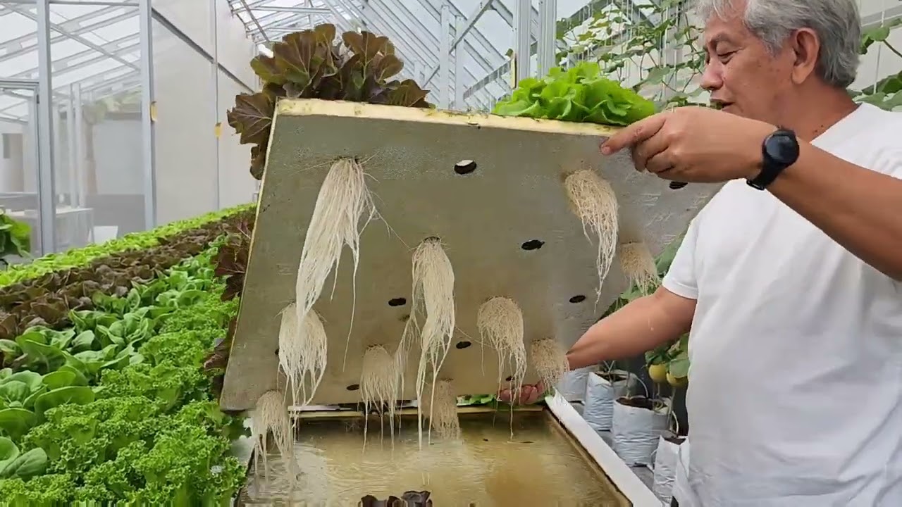 Review kinerja bangunan green house dengan disain yang tidak biasa.