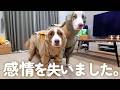 雨の日、カッパを着せた瞬間「無」になる犬達が可哀想だけど可愛すぎました…☔️【ボーダーコリー・オーストラリアンシェパード】