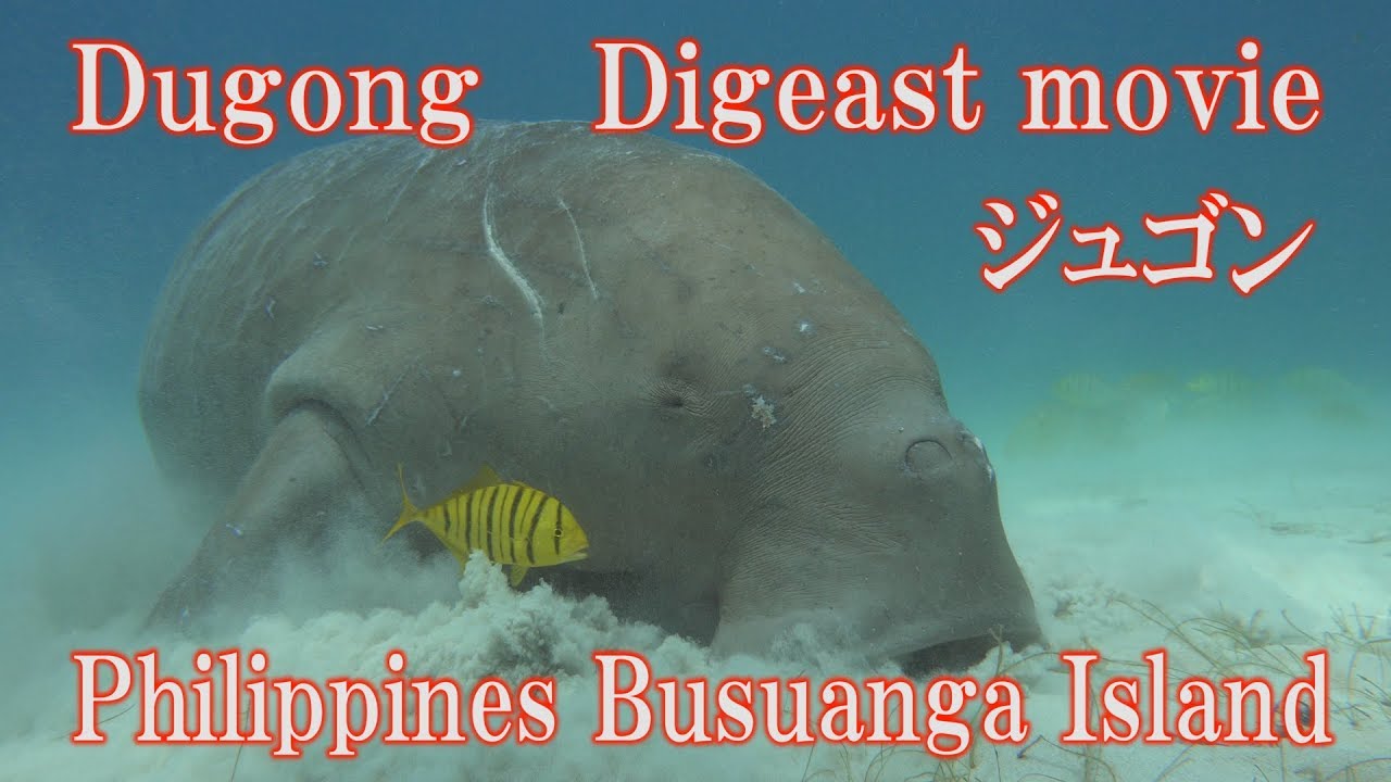 愛しのジュゴン Dugong 絶滅危惧種 ジュゴン 野生 貴重映像 かわいい 儒良 儒艮 Youtube
