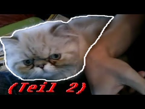 Lustige Katze Videos Zum Totlachen Teil 2