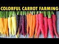 Cultiver des carottes de diffrentes couleurs  culture de carottes
