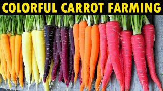 Growing different Color Carrots | Carrot Farming