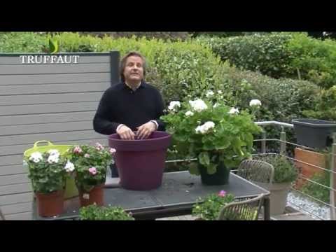 planter un geranium en pot