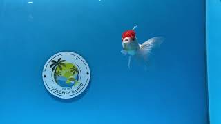 Goldfish Island Sku 1015torcw455tb6f1