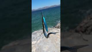 Ζαργάνα σε spinning #ψαρεμα #fishing