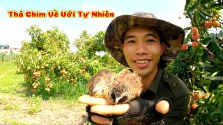 Releasing a Pair of Wild Quail Back into Nature to Breed | Hoang Thang