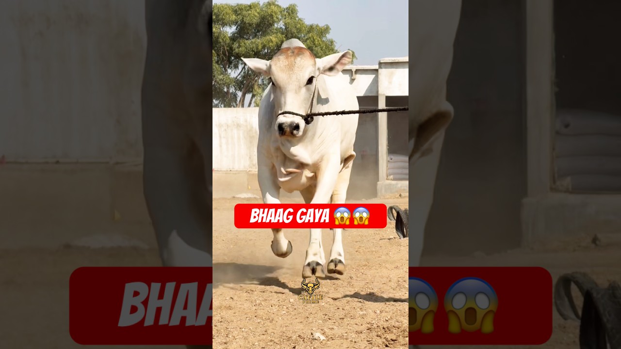 Karachi Cow Mandi | Palla Cattle Farm 