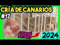 #17 CRÍA CANARIOS 2024 |💥 Acerté!! y más cosas