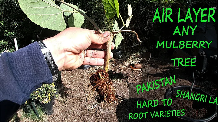 Air Layer ANY Mulberry Tree 99.9% Success Rate!