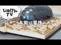 【迷路で検証】ダンゴムシの食欲と交替性転向反応どっちが強い!?【比較】