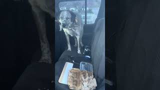 Dog Gets Caught After Eating Whole Carton of Eggs in Car
