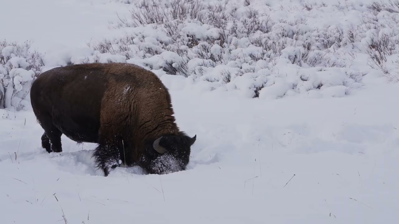 Yellowstone Bison