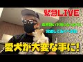 犬にエゾシカの生肉食べさせて酷い目にあった話し色々語りましょ