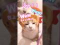【CAT】時止まってない!? #shorts #cat #cats #cute #猫動画 #猫 #可愛い #かわいい