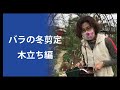 バラの冬剪定講座_木立ち編