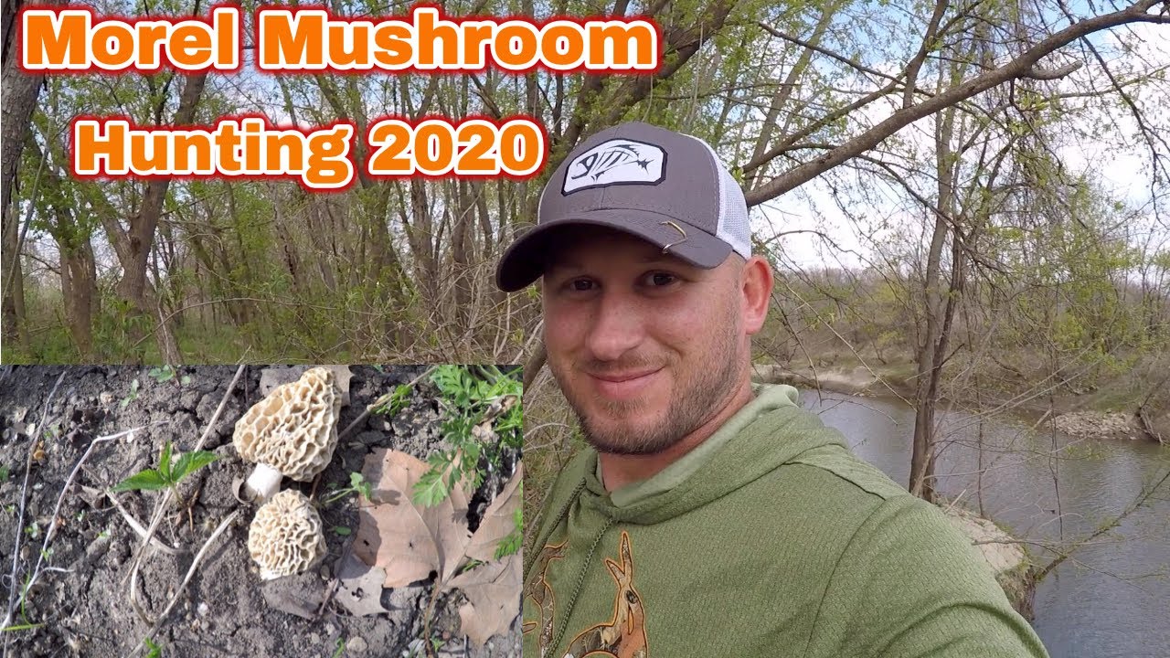 Morel Mushroom Hunting Spring 2020 YouTube