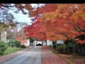 京都の紅葉　養源院