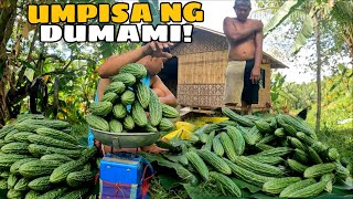 Download Lagu THIRD HARVEST NG AMING MGA AMAPALAYA DUMADAMI NA!@johnriot1814 @JaperSniperOfficial  MP3 Download Lagu THIRD HARVEST NG AMING MGA AMAPALAYA DUMADAMI NA!@johnriot1814 @JaperSniperOfficial  MP3