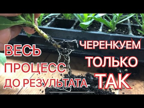 Как УКОРЕНЯЕТСЯ ОСТЕОСПЕРМУМ? Весь ПРОЦЕСС черенкования ДО РЕЗУЛЬТАТА!