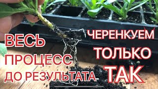 Как УКОРЕНЯЕТСЯ ОСТЕОСПЕРМУМ? Весь ПРОЦЕСС черенкования ДО РЕЗУЛЬТАТА!